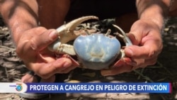 Los guardianes del cangrejo azul, una especie en extinción en El Salvador