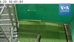 Les vaches envoyées au petit coin pour réduire les gaz à effet de serre