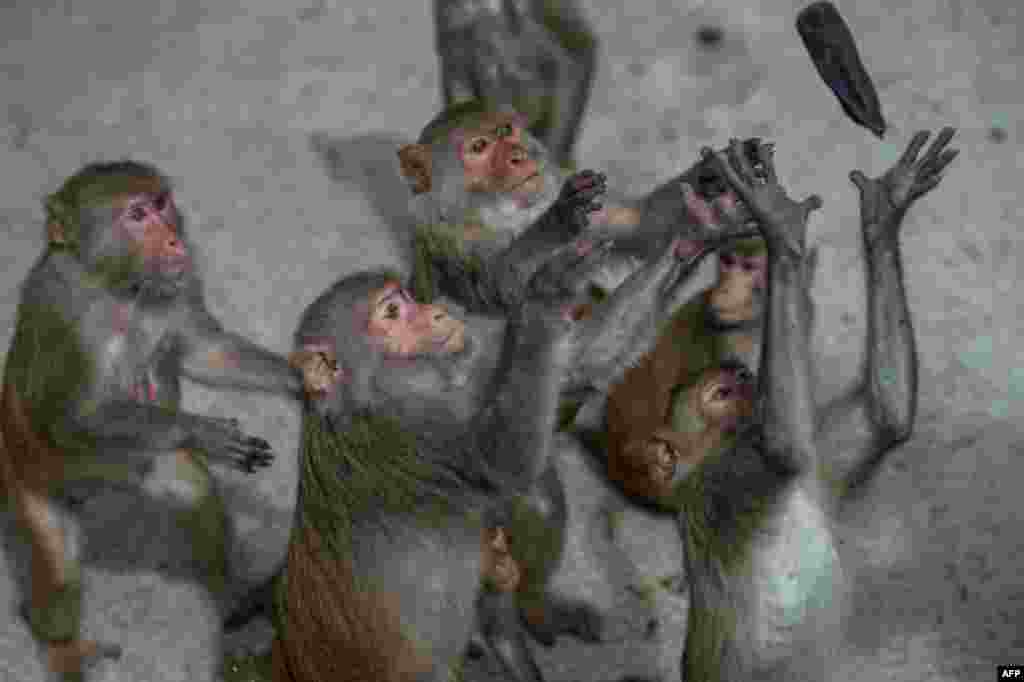 Monkeys catch a banana during feeding time by rangers at the Hlawga Wildlife Park, outskirts of Yangon, Myanmar, that remains closed, amid the concerns of the COVID-19 coronavirus pandemic, May 17, 2020.
