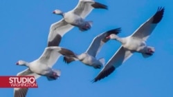 Spektakularne migracije pelikana u Novi Meksiko