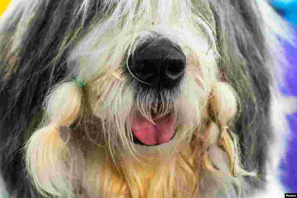 شو میں ایک 'انگلش شیپ ڈاگ' بھی شریک تھا۔ اسے شرکا نے بہت پسند کیا۔