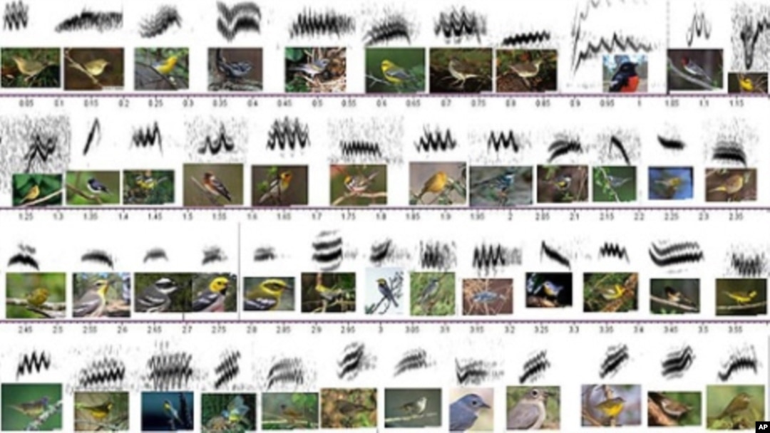 Chart showing the various birds and what the waveform of their call looks like.