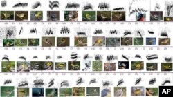 Chart showing the various birds and what the waveform of their call looks like.