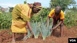 Solomon Walusimbi and his mother harvest a rare variety of leeks in their garden in Mukono, Uganda, July 22, 2014. (Hilary Heuler/VOA)