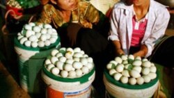 རྒྱ་ནག་གིས་བྱ་ནད་ཀྱི་ནད་འབུར་བརྙད་དེ་ཨ་རིའི་ཕྱུགས་གསོའི་ཐོན་བསྐྱེད་བཀག་སྡོམ།