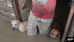 A local resident and his dogs stand in the doorway of their flooded home in Piura, northern Peru on March 28, 2017.