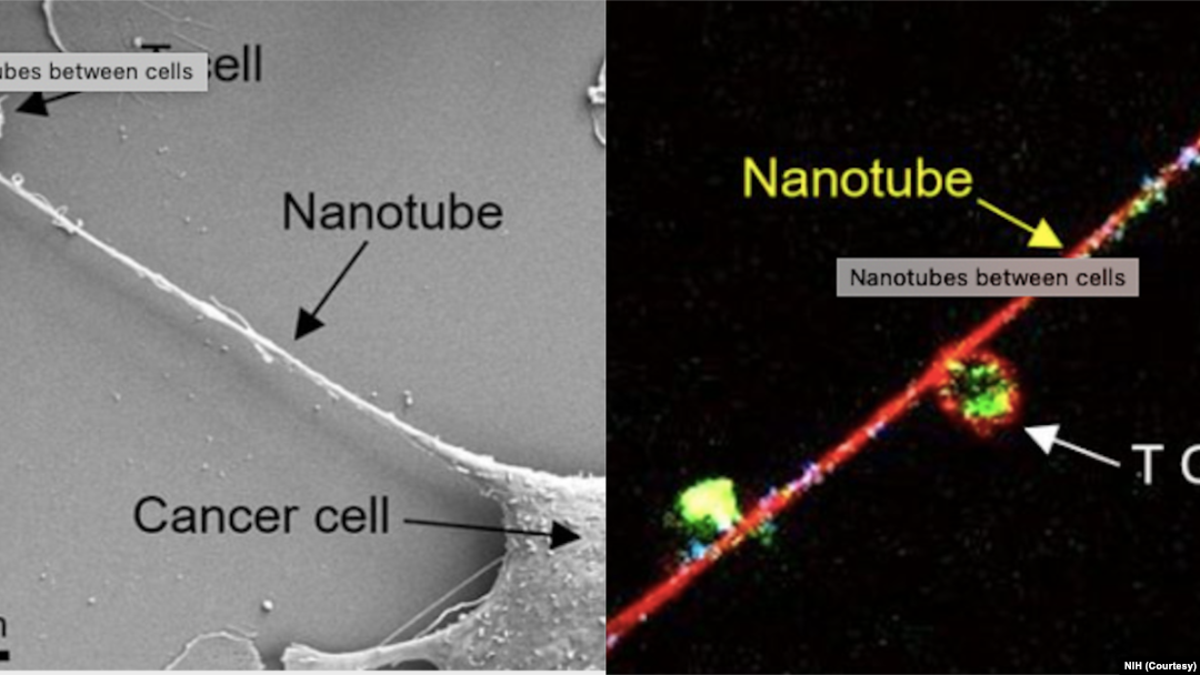 NIH cancer nanotubes