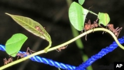 Leaf-cutter ants have powerful blades on either side of their head that are as sharp as any man-made knife.