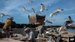 Les pêcheurs entourés des mouettes préparent leurs marchandises au port d'Essaouira, Maroc, 3 avril 2018.