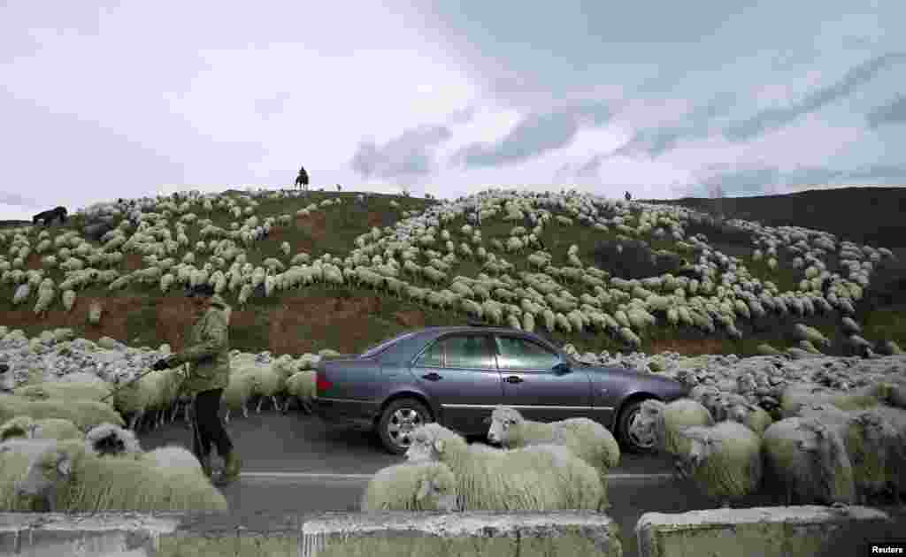 A car is surrounded by sheep as they return home from grazing fields outside Tbilisi, Georgia.