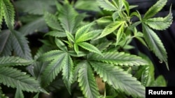 FILE - Marijuana plants for sale are displayed at the medical marijuana farmers market at the California Heritage Market in Los Angeles, July 11, 2014. 