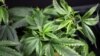 US Marijuana Industry Anxiously Awaits New AG’s Cannabis Position