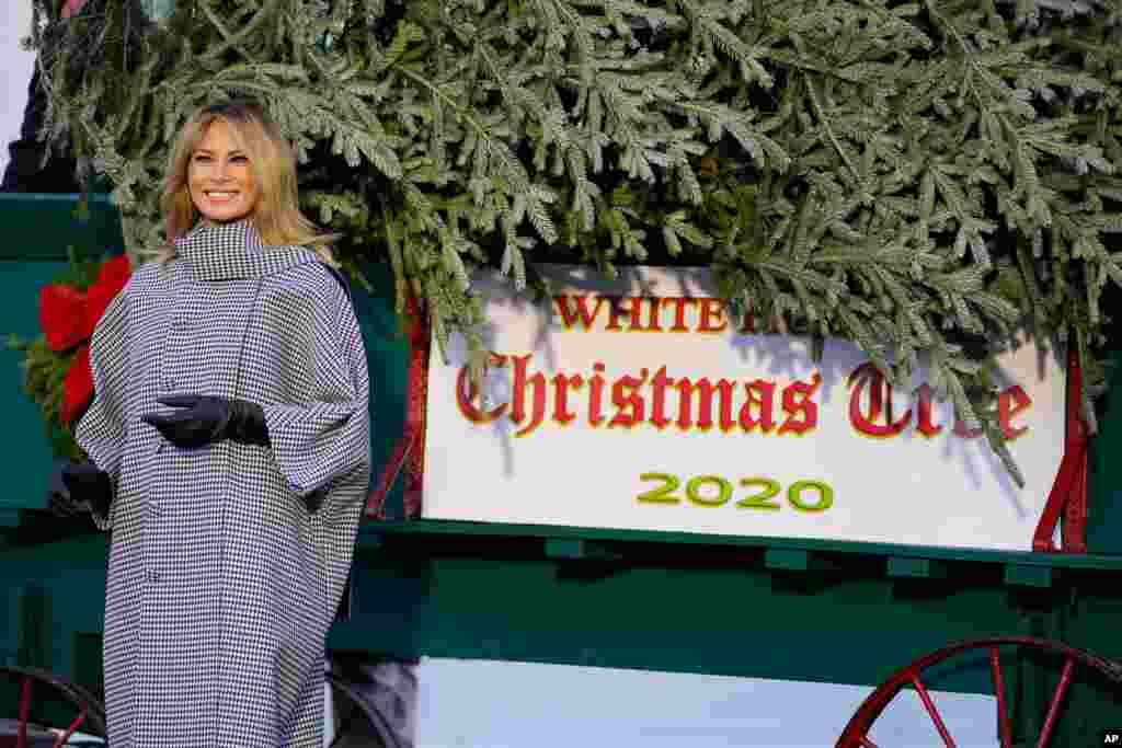 ملانیا ترامپ بانوی اول آمریکا در مراسم درخت کریسمس کاخ سفید. هر سال در این زمان یک درخت به کاخ سفید آورده می‌شود و برای تعطیلات آخر سال در آمریکا تزئین می‌شود. درخت امسال که حدود شش متر است، از ایالت ویرجینیای غربی آورده شد. 