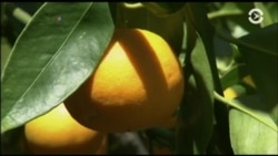 Настоящее Время. Америка – 14 сентября 2017