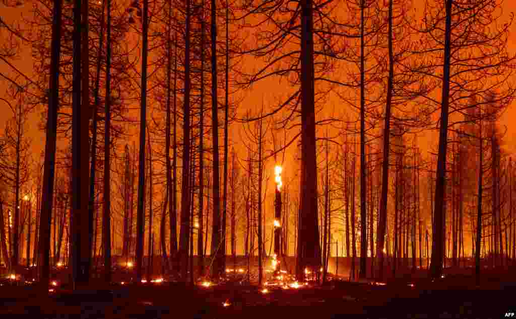 Trees smolder and burn during the Dixie Fire near Greenville, California, Aug. 3, 2021.