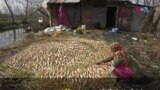 کشمیر میں دھواں لگی مچھلی 'پھئر' کی تیاری