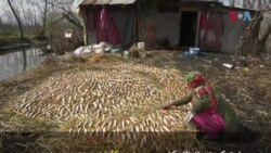 کشمیر میں دھواں لگی مچھلی 'پھئر' کی تیاری