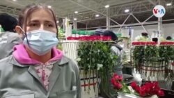 En Colombia se alistan los cultivos de rosas para la temporada de San Valentín