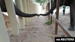 Kaavan the elephant interacts with another elephant at a sanctuary in Oddar Meanchey Province, Cambodia, Dec. 1, 2020. (Four Paws - Global Animal Welfare Organisation/Handout)