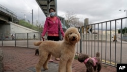 A woman wearing face mask, walks her dogs in Hong Kong, March 5, 2020. 