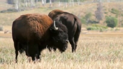 #AmerikaManzaralari - Grand Teton