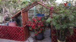 گرمی سے بچنے کے لیے چھت پر پودے لگائیں