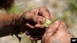 Justin Pikulski, of Bourne, Mass., a member of the Herring Pond Wampanoag tribe, tests fibers from a knotweed plant to see if they may used for making cord or rope, at the Wampanoag Common Lands project, in Kingston, Mass., Tuesday, Aug. 2, 2022. The project by the Native Land Conservancy is among efforts by tribes and other Native groups nationwide to reclaim and repair lands altered by western civilization. (AP Photo/Steven Senne)