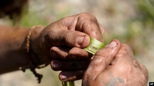 Justin Pikulski, of Bourne, Mass., a member of the Herring Pond Wampanoag tribe, tests fibers from a knotweed plant to see if they may used for making cord or rope, at the Wampanoag Common Lands project, in Kingston, Mass., Tuesday, Aug. 2, 2022. The project by the Native Land Conservancy is among efforts by tribes and other Native groups nationwide to reclaim and repair lands altered by western civilization. (AP Photo/Steven Senne)