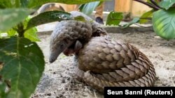 Seekor trenggiling yang baru diselamatkan dari pedagang satwa liar tampak di Green Finger Garden di Lagos, Nigeria, 29 Juli 2020. (Foto: Seun Sanni/Reuters)