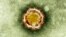 A electron microscope image of a coronavirus is seen in this undated picture provided by the Health Protection Agency in London, (File photo).