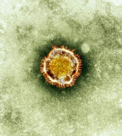 A electron microscope image of a coronavirus is seen in this undated picture provided by the Health Protection Agency in London, (File photo).