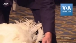 Trump va gracier une dinde pour Thanksgiving