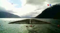 SHORT VIDEO: Ջրիմուռների կործանարար ազդեցությունը