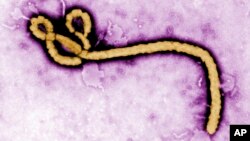 FILE - This undated colorized transmission of an electron micrograph file image made available by the U.S. Centers for Disease Control and Prevention shows an Ebola virus virion. Health authorities are investigating suspected cases of Ebola in a remote co