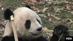 El oso panda es símbolo de China y se encuentra en peligro de extinción.