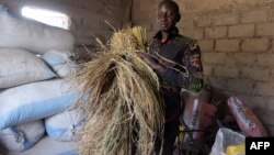 Un ancien migrant d'Italie et maintenant directeur de l'association des producteurs de riz, Pape Samba Diane, à Nganda, Senegal, le 6 décembre 2017.