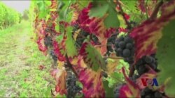 气候变化影响法国葡萄酒产业