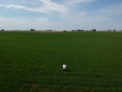 Farmer Juan Rossi walks through his wheat fields on the outskirts of Pergamino, Argentina, Oct. 9, 2019.