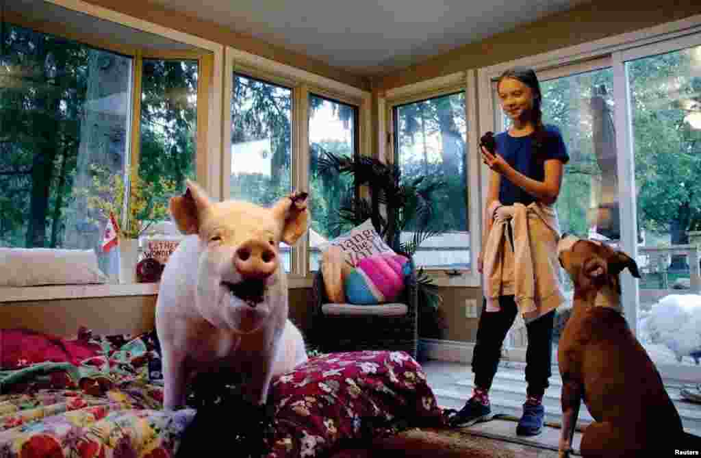 Swedish environmental activist Greta Thunberg meets Esther the Wonder Pig during her visit to Esther&#39;s animal sanctuary in Campbellville, Ontario, Canada, Oct. 2, 2019, in this photo obtained from social media. (@estherthewonderpig)