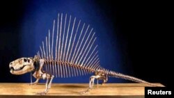 A skeleton of a Dimetrodon, an ancient relative of mammals, is shown in this handout photo provided by The Field Museum in Chicago, Illinois, Sept. 3, 2014. 