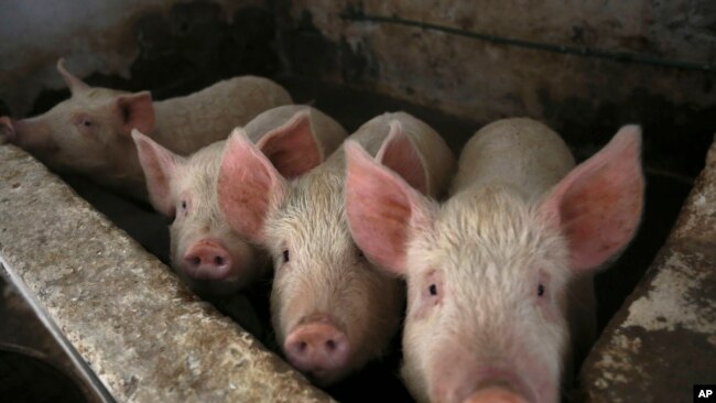 Pigs look up from their enclosure at the San Matias shelter for migrants in Ciudad Juarez, Mexico, on February 9, 2022. (AP Photo/Christian Chavez)