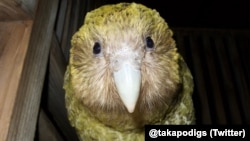 Kakapo Parrot