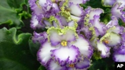 This undated image provided by the National Garden Bureau shows a bi-color African violet plant. The NGB has named 2024 as the Year of the African Violet. (National Garden Bureau via AP)