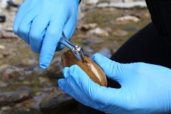 In this Oct. 17, 2019 photo provided by the U.S. Fish and Wildlife Service, biologist Jordan Richard pries open a pheasant shell mussel from the Clinch River near Wallen Bend, Tenn.