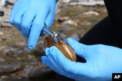 In this Oct. 17, 2019 photo provided by the U.S. Fish and Wildlife Service, biologist Jordan Richard pries open a pheasant shell mussel from the Clinch River near Wallen Bend, Tenn.