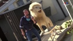 Մյունխենի կրկեսը սկսել է առյուծի արտազատում վաճառել