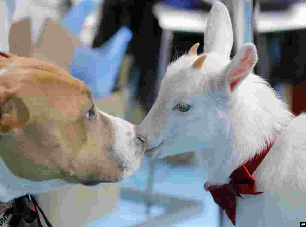 A baby goat kisses a dog at the Pet Expo 2019, a pet show in Bucharest, Romania, April 13, 2019.