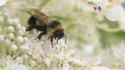 Protegido en EE.UU. el abejorro de parche oxidado