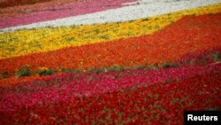Fields of flowers are seen without onlookers during the coronavirus outbreak in Carlsbad, California, March 25, 2020.