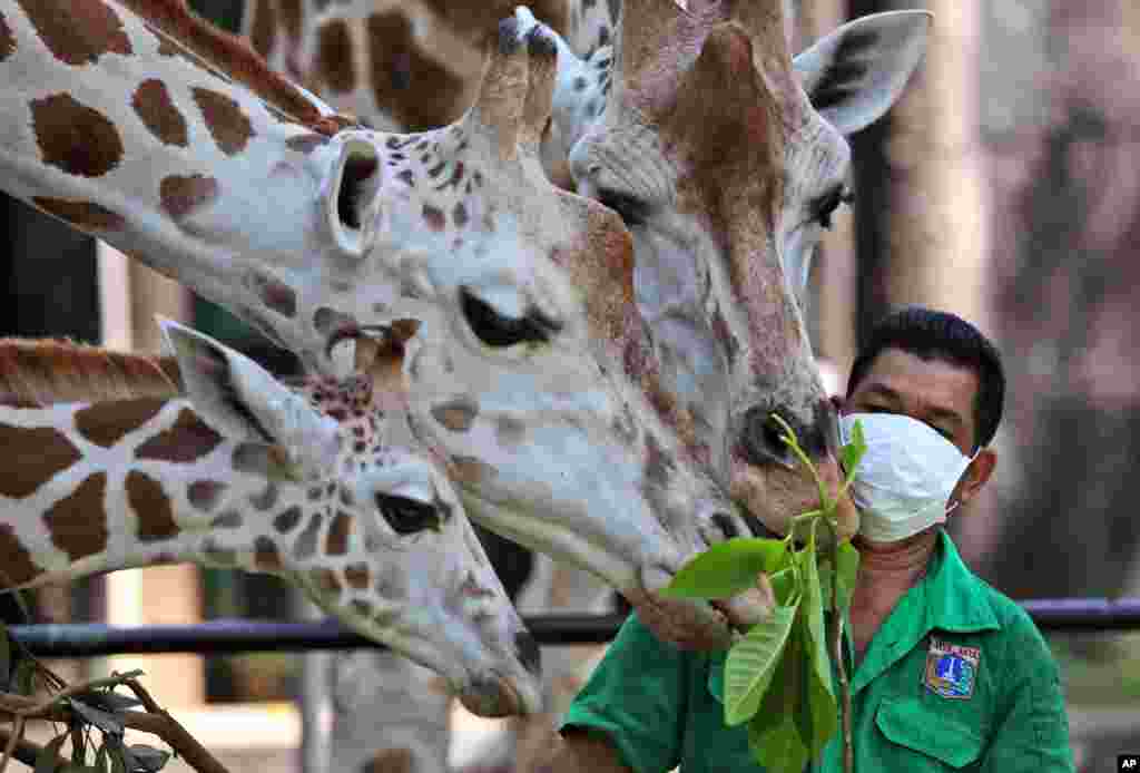  یک کارگر باغ وحش جاکارتا در اندونزی در حال تدارک غذای زرافه‌ها. این باغ وحش بعد از هفته‌ها دوباره بازگشایی شده است. 